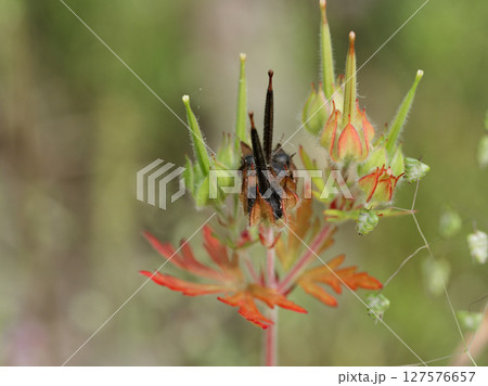 フウロソウ科アメリカフウロ フウロソウ科アメリカフウロ 127576657