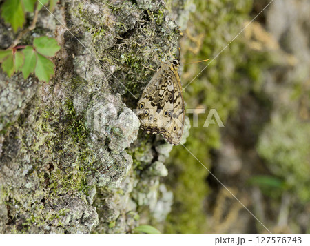 ブナ科コナラの幹に止まるタテハチョウ科サトキマダラヒカゲ ブナ科コナラの幹に止まるタテハチョウ科サトキマダラヒカゲ 127576743