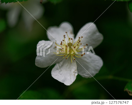 バラ科ノイバラの開花 127576747