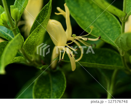 常緑つる性木本スイカズラ科スイカズラの花 127576748