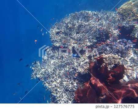 インドネシア ムンジャンガン島の珊瑚と魚 インドネシア ムンジャンガン島の珊瑚と魚 127576775