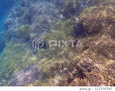 インドネシア　ムンジャンガン島の珊瑚と魚 127576797