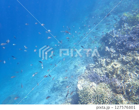 インドネシア ムンジャンガン島の珊瑚と魚 インドネシア ムンジャンガン島の珊瑚と魚 127576801