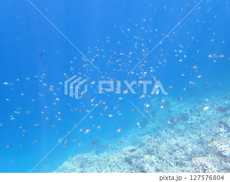 インドネシア ムンジャンガン島の珊瑚と魚 インドネシア ムンジャンガン島の珊瑚と魚 127576804