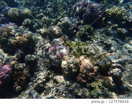 インドネシア ムンジャンガン島の珊瑚と魚 インドネシア ムンジャンガン島の珊瑚と魚 127576816