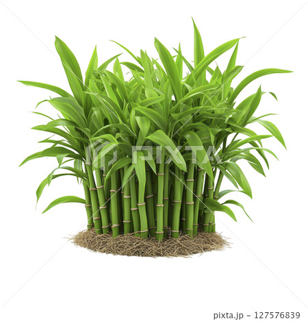 Cluster of vibrant green bamboo stalks with lush leaves, growing from base of straw like mulch, isolated on transparency background Cluster of vibrant green bamboo stalks with lush leaves, growing from base of straw like mulch, isolated on transparency background 127576839