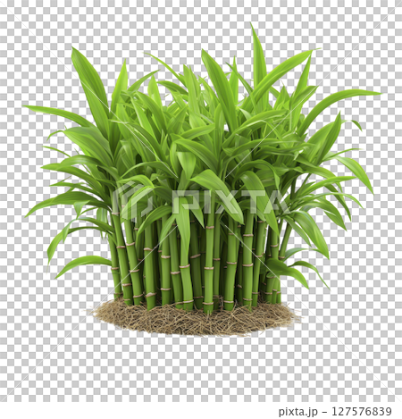 Cluster of vibrant green bamboo stalks with lush leaves, growing from base of straw like mulch, isolated on transparency background Cluster of vibrant green bamboo stalks with lush leaves, growing from base of straw like mulch, isolated on transparency background 127576839