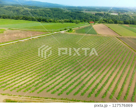 初夏の北海道函館市でカボチャ畑の風景を空撮 127576869