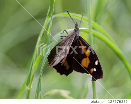 早春に活動するタテハチョウ科テングチョウ 127576885