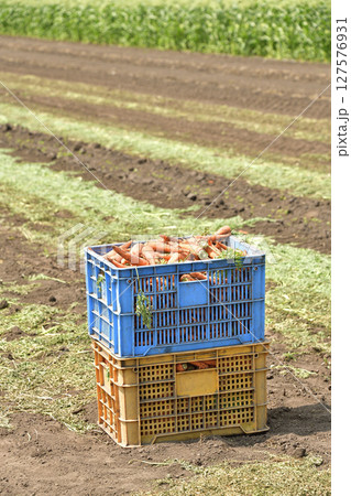 初夏の北海道七飯町で人参の収穫作業風景を撮影 127576931