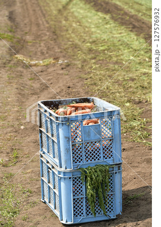 初夏の北海道七飯町で人参の収穫作業風景を撮影 初夏の北海道七飯町で人参の収穫作業風景を撮影 127576932