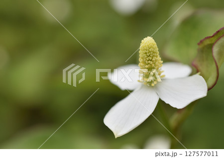 ドクダミ 127577011