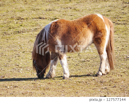 A brown and white pony is grazing in a field 127577144