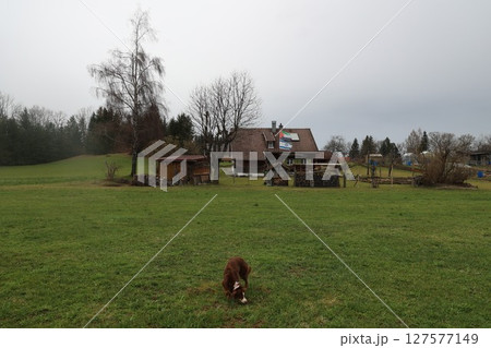 A brown dog is walking in a grassy field 127577149