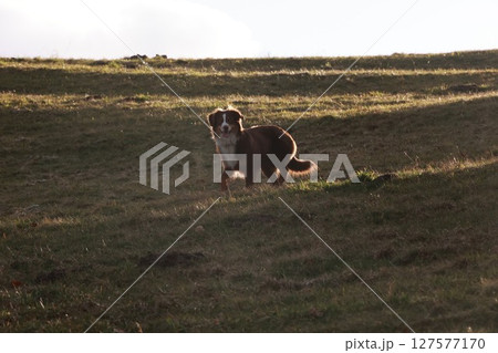 A brown dog is walking on a grassy hill A brown dog is walking on a grassy hill 127577170