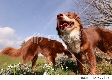 Two brown dogs are standing in a field of flowers Two brown dogs are standing in a field of flowers 127577173