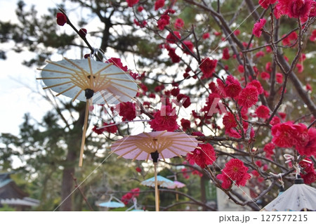 松陰神社の紅梅と傘みくじ　山口 127577215