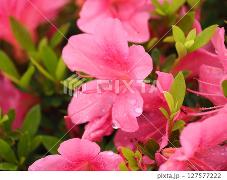 雨に濡れたツツジ 127577222