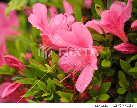 雨に濡れたツツジ 雨に濡れたツツジ 127577225