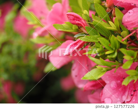 雨に濡れたツツジ 雨に濡れたツツジ 127577226