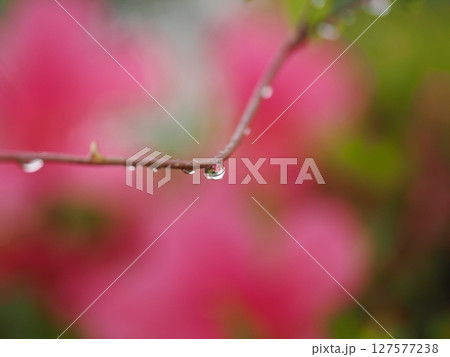 雨に濡れたツツジ 127577238