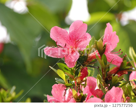 雨に濡れたツツジ 127577250