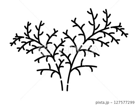 Dill black and white vector line illustration 127577299