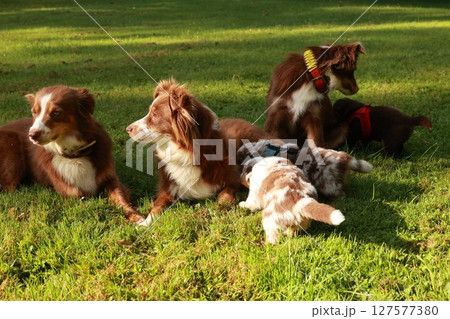 Group of dogs are laying in the grass, one of which is wearing a red collar Group of dogs are laying in the grass, one of which is wearing a red collar 127577380