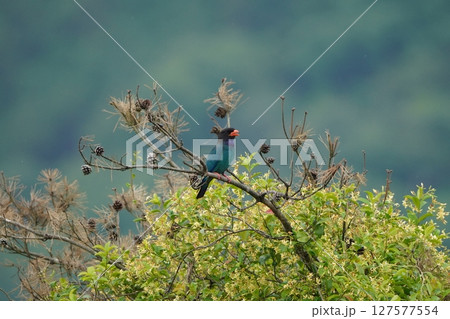 ブッポウソウの仲良しペア 127577554