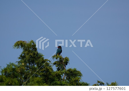 ブッポウソウの仲良しペア 127577601