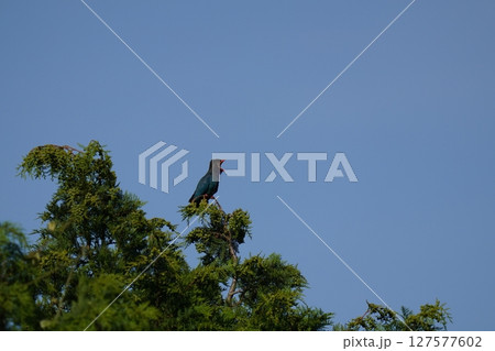 ブッポウソウの仲良しペア ブッポウソウの仲良しペア 127577602