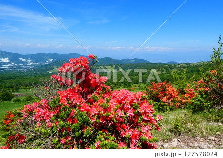 菅平牧場のツツジ 菅平牧場のツツジ 127578024