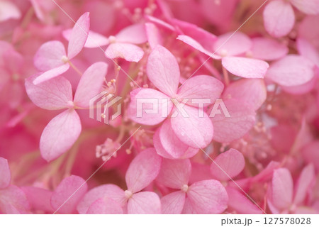 可愛いピンク色のアジサイの花びら【初夏】【梅雨】 127578028