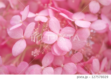 可愛いピンク色のアジサイの花びら【初夏】【梅雨】 127578029