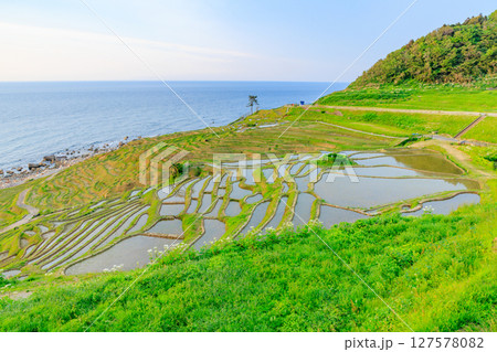 初夏の白米千枚田　石川県輪島市 127578082