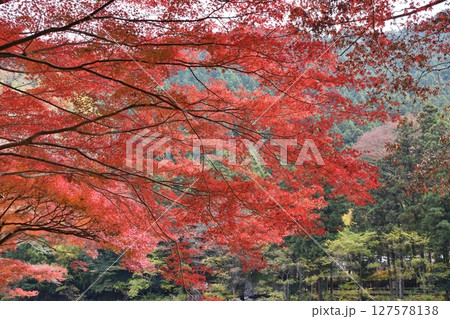 紅葉シーズンの御岳渓谷 東京 紅葉シーズンの御岳渓谷 東京 127578138