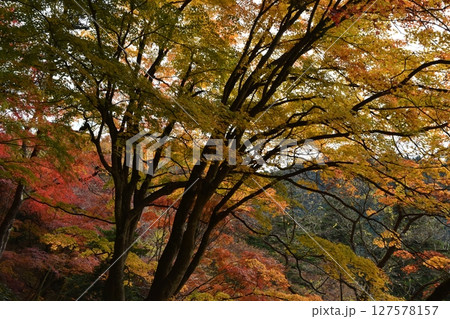 紅葉シーズンの御岳渓谷 東京 紅葉シーズンの御岳渓谷 東京 127578157