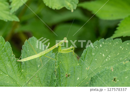 カマキリ幼虫 127578337