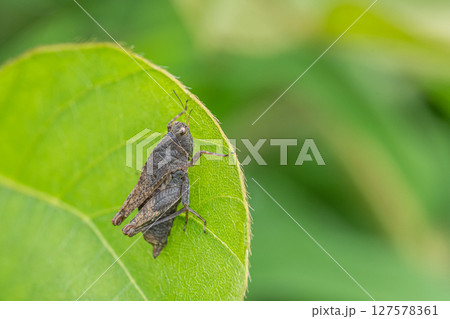 ハラヒシバッタ ハラヒシバッタ 127578361