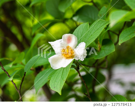 初夏に開花したナツツバキ（夏椿）の白い花 127578413
