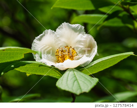 初夏に開花したナツツバキ(夏椿)の白い花 初夏に開花したナツツバキ(夏椿)の白い花 127578414