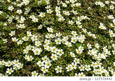 イワウメのお花畑 127578442