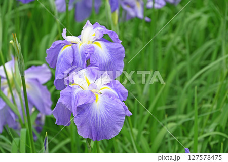 花菖蒲 花菖蒲 127578475