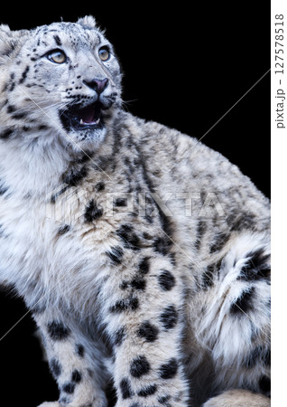 雪山の王者　ユキヒョウ 127578518