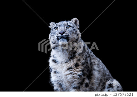 雪山の王者　ユキヒョウ 127578521