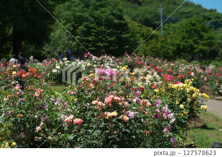 バラの花とりどり 127578623