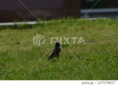 野鳥 127578657