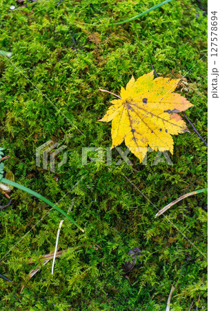 苔と落葉したカエデ 127578694