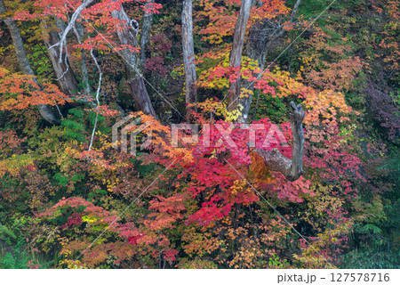 大白川の秋 大白川の秋 127578716