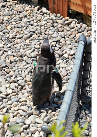 ペンギンの後姿 127579015
